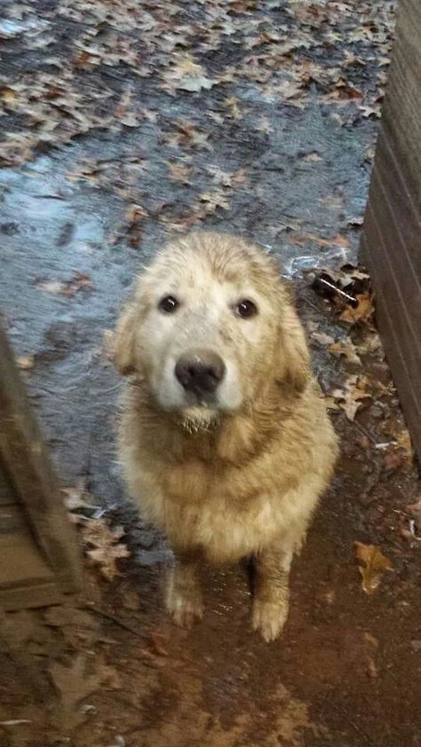 Mutt Dog Aesthetic, Muddy Aesthetic, Aidan Core, Wholesome Dog, Eat Something, Dogs Cute, Animals Cute, Silly Dogs, Pretty Animals