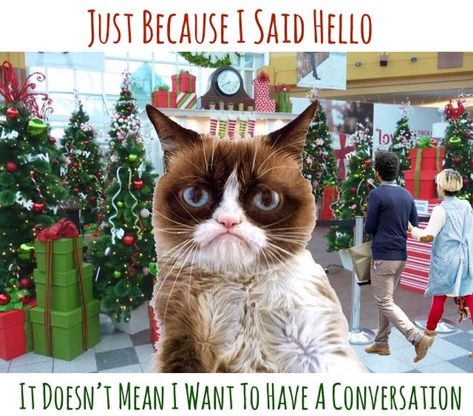 Just Because I Said Hello 🤭😠🙄#grumpycatmemes #grumpy #grumpycatmeme #grumpycats #grumpycat #grumpycatmemeries #cat #cats… Animal Sayings, Happy Birthday Funny Cats, Cat Rocks, Grumpy Cat Christmas, Grumpy Cat Meme, Cat Humor, Animal Humor, Christmas Pics, Grumpy Cat Humor