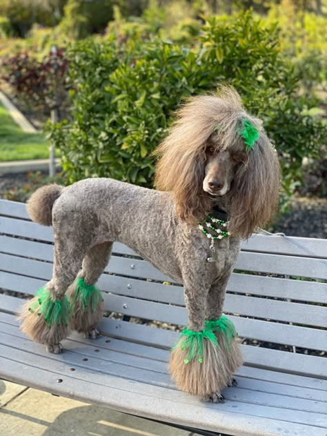 Parti Poodle Standard, Standard Poodle Grooming Styles, Poodle Cuts Pet Grooming, Poodle Tail, Standard Poodle Haircut Styles, Poodle Styles, Standard Poodle Cuts, Poodle Hairstyles, Standard Poodle Grooming