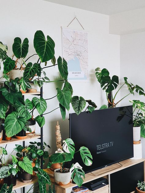 decorating around a tv set with plants lots of plants on wall around tv Plants Around Tv, Decorating Around A Tv, Plants In Baskets, Wall Mounted Planters, White Buffet, Home Decor Boxes, Living Room Plants, Ideas For Decorating, Tv Set