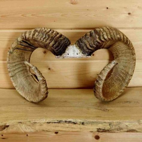 FL1820CF028 - LP032RAM001 (Ram Horns Leather Panels) Sheep Horns, Tiefling Bard, Skull Reference, Goat Horns, Aries Tattoo, Ram Horns, The Spiral, Anatomy Reference, Dnd Characters