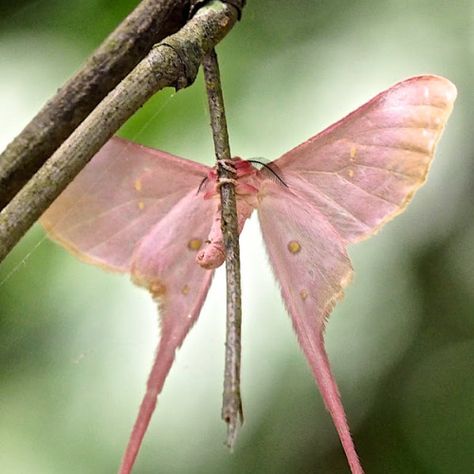 Pink Silk Moth, Silk Moth, Large Moth, Pink Moth, Taxidermy Decor, Cute Moth, Insect Species, Story Drawing, Creepy Christmas