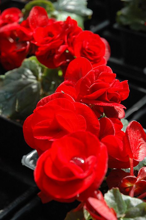 Red Begonia, Winnetka Illinois, Parker Colorado, Bedding Plants, Container Plants, Flower Photos, Mulch, Fall Flowers, Growing Plants