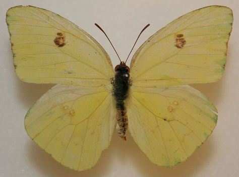 Backyard Butterfly Garden, Cloudless Sulphur Butterfly, Question Mark Butterfly, Sulphur Butterfly, Buckeye Butterfly, Swallowtail Butterfly, Butterfly Painting, Frog And Toad, White Butterfly