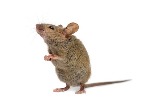 Scientists Engineer Mutant Mice With Super Sense of Smell | Mental Floss Mouse Reference, Art Pole, Mouse Pictures, Field Mouse, Sense Of Smell, Family Stock Photo, Animal References, Lifestyle Illustration, Silhouette Illustration