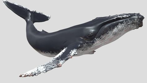 4K Humpback Whale Jump2 by haibo545001 Whale Photography, Whale Jumping, Whale Rider, Whale Drawing, Geometry Triangles, Environment Reference, Marine Creatures, Exotic Fish, Humpback Whale