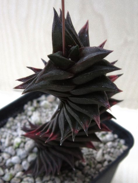 Unique Indoor Plants, Tiny Houseplants, Black Succulents, Black Cactus, Succulent Design, Potted Cactus, Flowering Succulents, Goth Garden, Beautiful Cactus