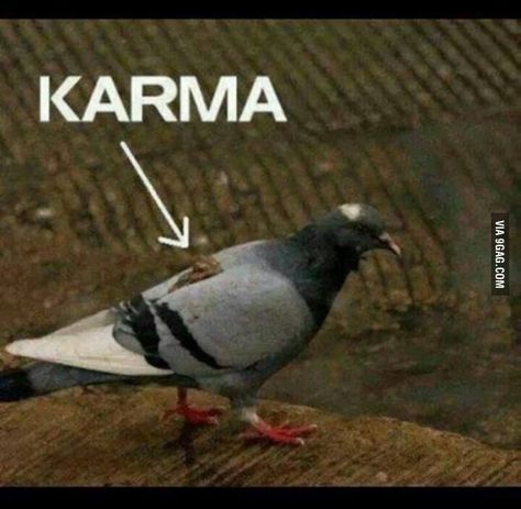 Instant Karma, Karma Quotes, Funny Animal Pictures, New Memes, Pigeon, I Laughed, Funny Animals, Positive Quotes, Funny Pictures