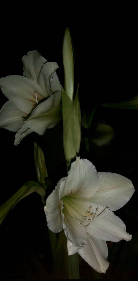 Madonna lily White flowers Dark wallpaper Madonna Lily, Dark Wallpapers Aesthetic Laptop, Black Pen Drawing, White Lily Flower, Lily Wallpaper, Dark Flowers, White Lilies, Laptop Wallpaper, Lily Flower