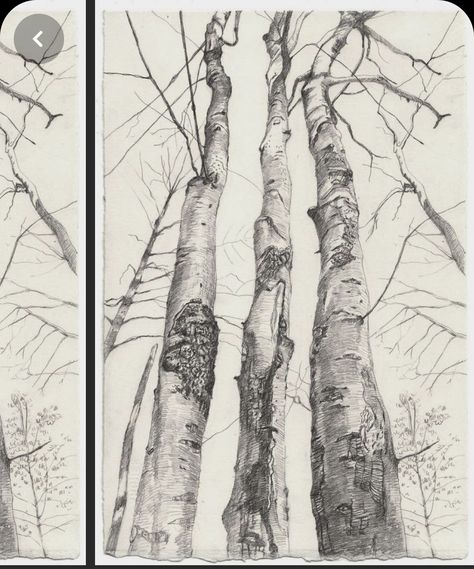 Tree Drawings, Beech Trees, Tree Drawings Pencil, Nature Art Drawings, Nature Sketch, Tree Sketches, Landscape Sketch, Drawing Watercolor, Nature Drawing