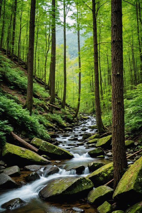 Mysteries of the Smokies: Exploring Great Smoky Mountains National Park Seek Adventure, North Carolina Homes, Gold Mine, Great Smoky Mountains National Park, Smoky Mountain National Park, The Outer Banks, Southern Hospitality, Us National Parks, The Supernatural