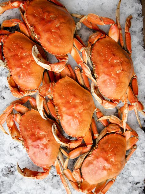 The Art of Reheating Dungeness Crab | Recipes | H&H Fresh Fish How To Cook Whole Dungeness Crab, How To Cook Dungeness Crab, Raw Crab, Spicy Marinated Raw Crab, Dungenous Crab, Dungeness Crab Recipes, Cooking Dungeness Crab, Steamer Basket, Dungeness Crab