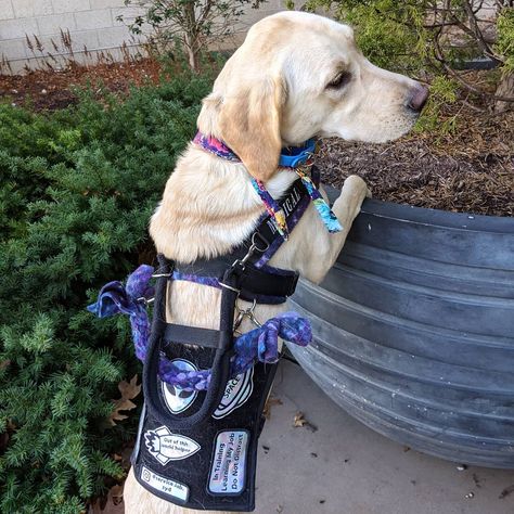 Yellow Lab Service Dog, Service Dog Vests Cute, Service Dog Gear For School, Lab Service Dog, Cute Service Dog Vest, Service Dog Gear, Kenshi Takahashi, Bday Hair, Vest Ideas