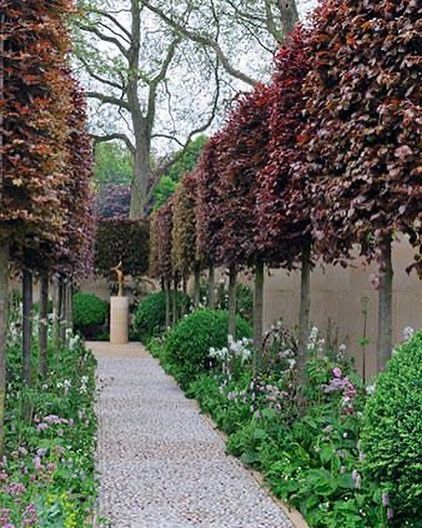 @paramountplants on Instagram: “**Pleached Copper Beech** Fabulous foliage colour for above fence screening >> https://www.paramountplants.co.uk/plant/fsap/fagus-…” Arne Maynard, Formal Garden Design, Garden Hedges, Garden Privacy, Areas Verdes, Formal Garden, Have Inspiration, Formal Gardens, Garden Pathway