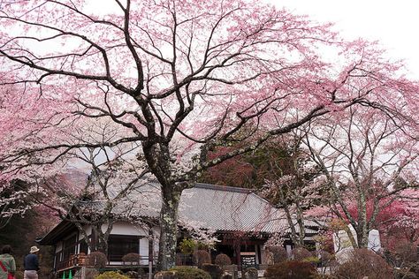 Cute Places, Aura Print, Soft Pink Theme, Print Outs, Sakura Tree, Beauty Pop, Japan Aesthetic, Aesthetic Japan, Pink Trees