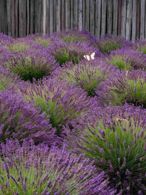 10 Creative Uses for Lavender in Your Garden - Little Flower Cottage Enchanted Backyard, Dirt Locker, Orchid Rebloom, Uses For Lavender, Lavender Plant Care, Lavender Hedge, Lavender Varieties, Spanish Lavender, Well House