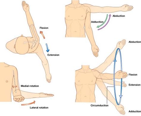 The shoulder joint is a synovial multi-axial spheroidal joint. It occurs between the roughly hemispherical head of the humerus and the sh... Latissimus Dorsi, Yoga Anatomy, Exercise Physiology, Medical School Studying, Muscle Anatomy, Human Anatomy And Physiology, Medical Anatomy, Body Anatomy, Sports Medicine