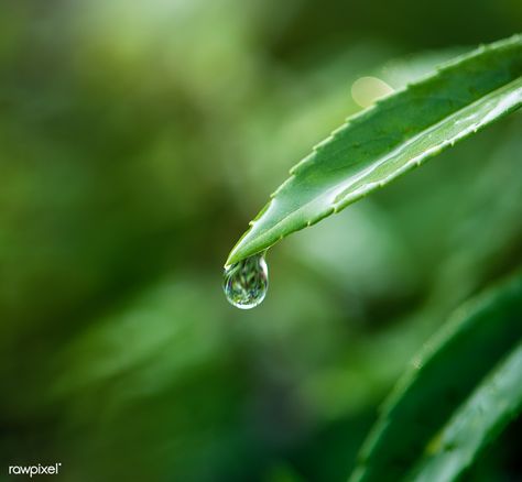 Closeup of water drop on leafs | free image by rawpixel.com Leaf With Water Drop Drawing, Water On Leaf, Leaf With Water Drop, Raindrop Drawing, Water Drops On Leaf, Leaves With Water Drops, Color Markers Art, Water Drop On Leaf, Water Drop Drawing