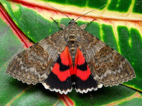 . This Red Underwing Moth (Catocala nupta) is a great example of just that. At rest, the moth’s bright red, orange, or pink underwings are … Underwing Moth, Jungle Life, Moth Caterpillar, Beautiful Bugs, Colorful Animals, Colorful Butterflies, Animal Photo, Dragonflies, Beautiful Butterflies