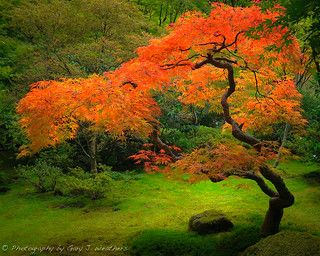 Japanese Maple Tree Tattoo, Maple Tree Tattoo, Maple Tree Landscape, Maple Tree Tattoos, Japanese Maple Bonsai, Maple Bonsai, Japanese Garden Landscape, Tree Tattoo Designs, Japanese Garden Design