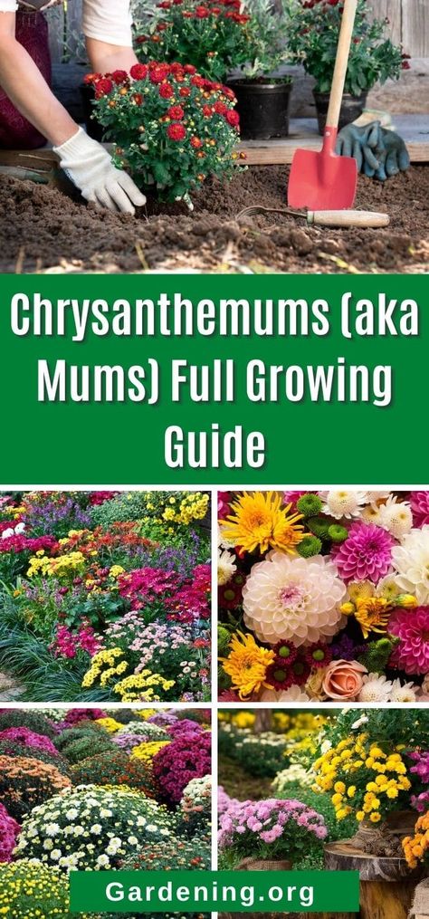 Chrysanthemum Landscaping, Growing Chrysanthemum From Seed, How To Propagate Mums, Growing Mums To Sell, Mum Companion Plants, Mum Flower Bed, Mums In Garden Bed, How To Grow Chrysanthemum Plants, Chrysanthemum Garden Ideas