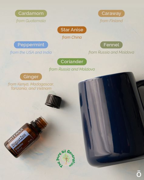 Digestzen Doterra, Cardamom Essential Oil, Fennel Essential Oil, Digestive Aid, Essential Oil Safety, Doterra Essential Oils Recipes, Essential Oil Companies, What Are Essential Oils, China Russia