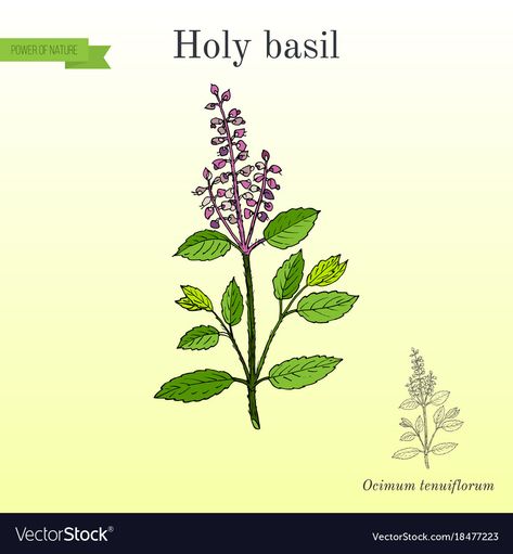 Tulasi Plant Drawing, Tulsi Plant Drawing, Plants Activity, Thulasi Plant, Buddha Mural, Tulasi Plant, Ocimum Tenuiflorum, Thistle Plant, Botanical Vector