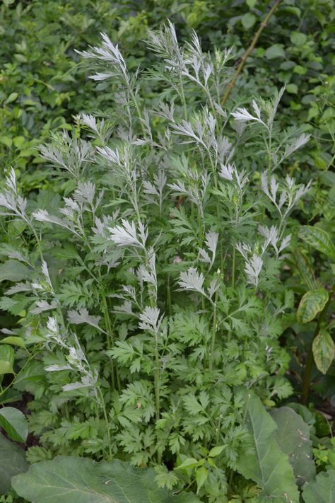 Herbalist Garden, Herbs For Sleep, Medicine Garden, Herbal Academy, Medicinal Herbs Garden, Sage Plant, Herbs Garden, Edible Wild Plants, Medical Herbs