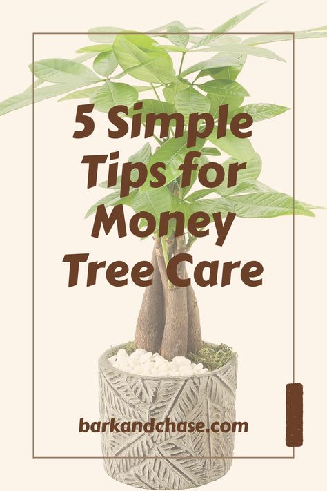 This pin provides 5 simple tips for adhering to proper money tree care, including watering tips, light needs, and pruning advice in one engaging visual. Money Tree Care, Money Tree Plant, Air Layering, Live Indoor Plants, Rooting Hormone, Interior Design Games, Money Plant, Sun Water, Money Tree