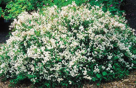 Shrubs For Landscaping, Pieris Japonica, Flower Garden Design, Foundation Planting, Front Landscaping, Garden Shrubs, In Front Of House, Flowering Shrubs, Evergreen Shrubs