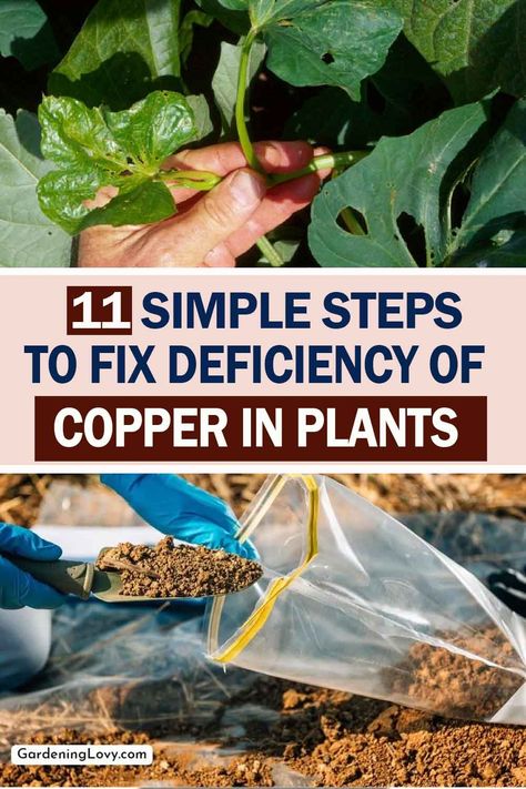 Copper deficiency in the soil can lead to stunted growth, yellow leaves, and reduced crop yield. Copper is an essential micronutrient that plants require for several biochemical processes. Here, we will discuss How To Fix Deficiency Of Copper In Plants. Copper In Garden, Copper Deficiency, How To Give, Photosynthesis, Yellow Leaves, The Soil, Fix It, Gardening Tips, How To Use