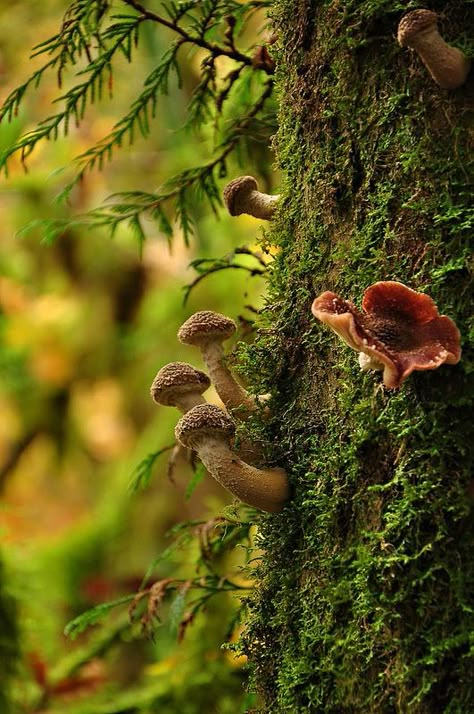 mushrooms + moss (mushrooms that look like little penises -- use as some sort of symbolism in myth painting?) Ormanlık Alan, Mushrooms Growing, Mossy Tree, Lichen Moss, Enchanted Wood, Moss Garden, Mushroom Fungi, Airbrush Art, Walk In The Woods