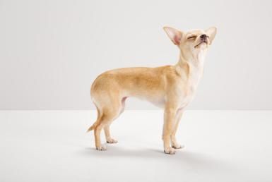 Chihuahua sniffing food, studio, grey background - Jasper White/The Image Bank/Getty Images Smell Down There, Gut Instinct, Chihuahua Love, Reptiles Pet, Chihuahua Dog, Chihuahua Puppies, Baby Puppies, Chihuahua Dogs, Small Dog Breeds