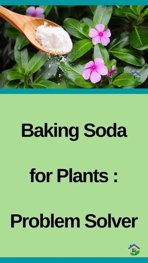 Gardening Tips: 5 Baking Soda Benefits Plants Sodium Bicarbonate Uses, Baking Soda And Plants, Diy Fungicide For Plants, Diy Plant Fungicide, Natural Fungicide For Plants, Plants That Like Acidic Soil, Baking Soda For Plants, Fungicide For Plants, Natural Plant Fertilizer