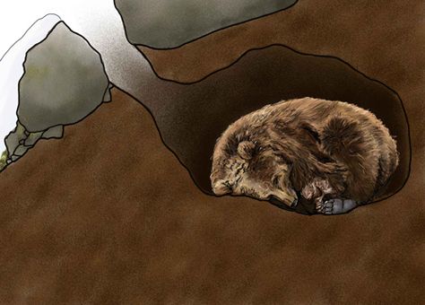 Bear Hibernation - Katmai National Park ... Art Process Portfolio, Hibernation Preschool Theme, Bear Hibernation, Hibernation Migration Adaptation, Hibernation Preschool, Hibernating Animals, Dark Greenery, Animals That Hibernate, Winter Poems