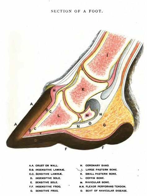 Basic Horse Hoof Anatomy Drawing - Cross-section View - Normal Hoof Hoof Drawing, Hoof Anatomy, Veterinary Tech, Equine Veterinary, Equine Care, Horse Lessons, Horse Hoof, Horse Knowledge, Horse Facts