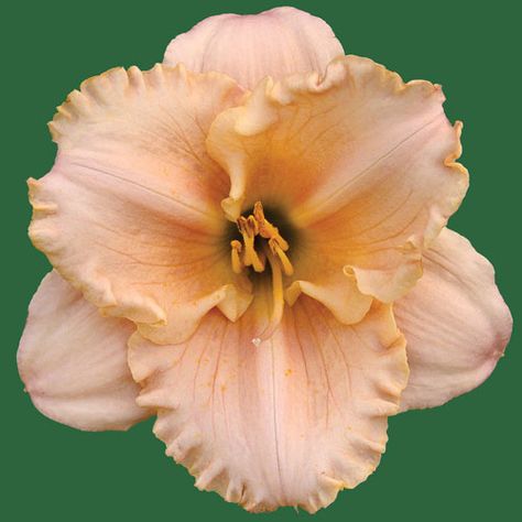 Catalina* Catalina Flower, Catalina Core, Manifestation Prayer, Watercolor Flower Art, Daylilies, Light Peach, Watercolor Flower, Flower Farm, Northern California