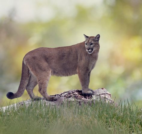 Florida Panther, The Everglades, Everglades National Park, The University Of Arizona, Florida Panthers, University Of Arizona, Ohio State University, Mississippi River, Wildlife Conservation