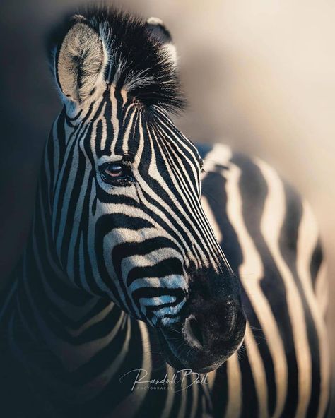 Zebra Portrait, Zebra Art, Black Hollywood, Animal Pics, Zebras, Wildlife Photography, Big Cats, Black Art, Animals Wild