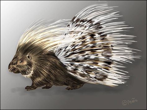 African crested porcupine by Reptangle Porcupine Tattoo, Crested Porcupine, Animals Information, Animals Artwork, Animal Illustration, Animal Paintings, Lion Sculpture, Cute Animals, Pencil