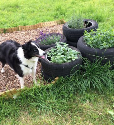 Garden For Dogs, Dog Garden Ideas, Dog Sensory, Outdoor Dog Area, Backyard Dog Area, Dog Friendly Plants, Dog Friendly Garden, Dog Friendly Backyard, Dog Backyard