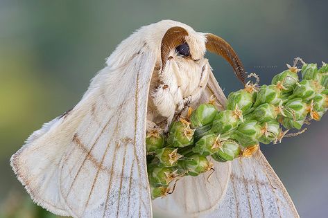 Silk Moth (Bombyx mori) Photo by guraydere Bombyx Mori Moth, Poodle Moth Aesthetic, Silk Moth Aesthetic, Silk Moths, Poodle Moth, Bombyx Mori, Silk Moth, Cute Moth, Cat Butterfly