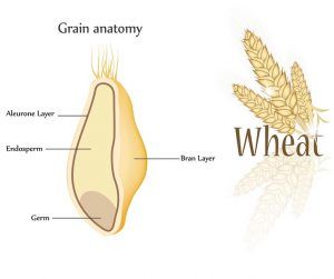 The real problem with grains Cereal Grain, Ways To Gain Weight, David Perlmutter, Nutrition Therapy, Rich Food, Edible Seeds, Vitamin B1, Wheat Germ, Gluten Intolerance