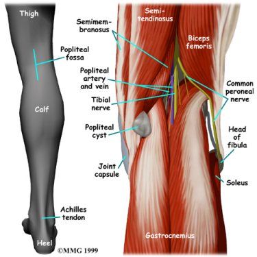 Pain Behind Knee | Why it Hurts in Back of or Under your Kneecap Human Knee, Knee Pain Remedy, Swollen Knee, Knee Pain Exercises, Head Pain, Human Body Anatomy, Knee Exercises, Knee Pain Relief, Leg Pain