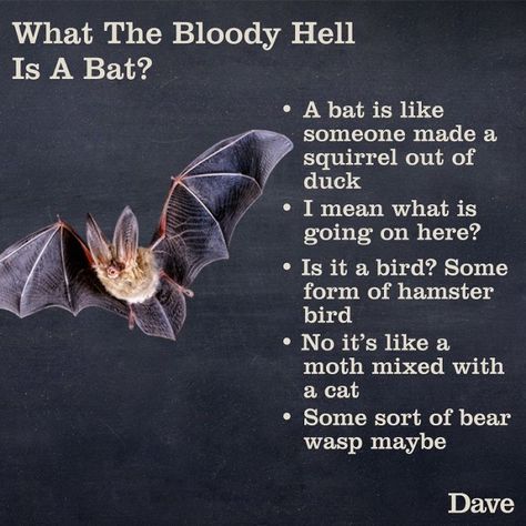 Dave Releases 30 Animal 'Guides' And They're So Ridiculous, They're Hilarious Weird Animal Facts, Animal Facts Interesting, Online Campaign, Animal Guides, Old Memes, Animal Education, Interesting Animals, What Is Meant, Funny New