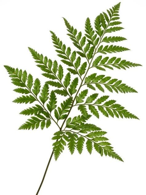 Leaf Reference, Leather Leaf Fern, Leatherleaf Fern, Filler Greenery, Papan Tulis Kapur, Fern Tattoo, Flower Identification, Fern Leaves, Leather Leaf