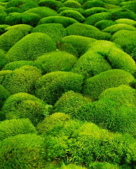 Moss can also spread to cover garden walls for a softening effect. Top selling is the cushion moss, fern moss, rock cap moss, carpet moss, sheet moss, topiary mosses, and hair cap moss. Urban Gardening Ideas, Plant Texture, Lichen Moss, Tree Nursery, Moss Garden, Covered Garden, Moss Wall, Urban Gardening, Nature Garden