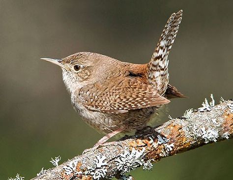 Northern House, House Wren, Birds Of North America, Bird Carving, Kinds Of Birds, Bird Artwork, Backyard Birds, Bird Pictures, Bird Drawings