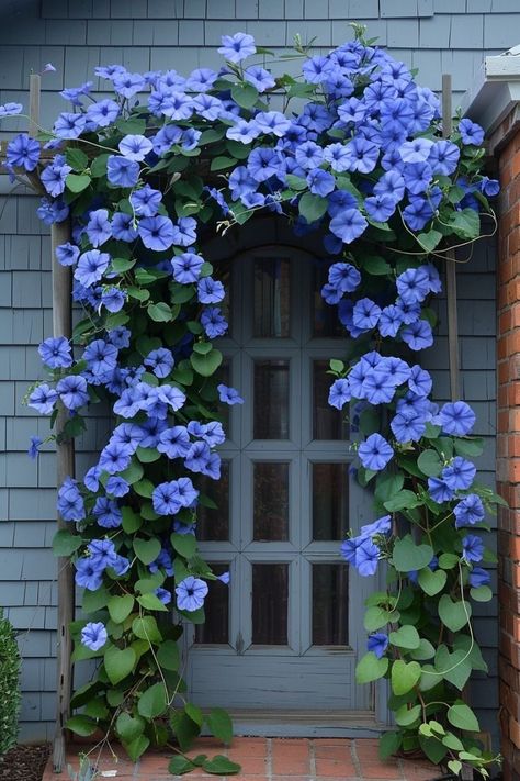 Morning Glory Aesthetic, Glory Aesthetic, Garden Trellis Ideas, Backyard Sanctuary, Morning Glory Flowers, Trellis Ideas, Garden Trellis, Morning Glory, Oasis