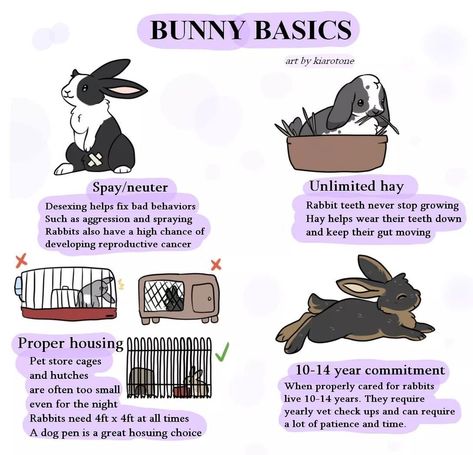 Bunny Schedule, Bunny Information, How To Take Care Of Bunnies, How To Care For Bunnies, How To Take Care Of A Bunny, Bunny Checklist, Bunny Cage Ideas, Free Roam Bunny Set Up, Rabbit Guide